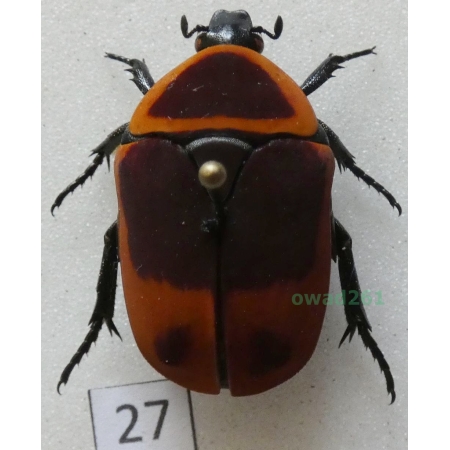 Pachnoda marginata peregrina Kolbe, 1906 ex. ovo Czad27